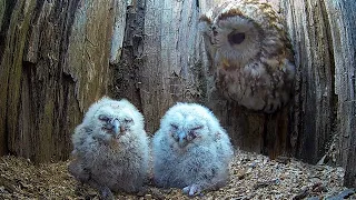 Tawny Owl Luna's Tragic Loss Has a Happy Ending🦉| Luna & Bomber | Robert E Fuller