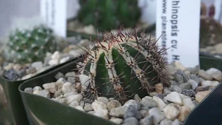 Planet Desert + Unboxing Review || New Cactus Plants!
