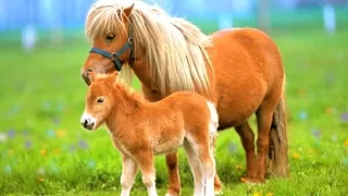 Самая маленькая лошадка в мире! Маленькая лошадка Май литл пони в реальной жизни! Животные для детей