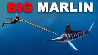 Spearfishing Marlin & Fighting AGGRESSIVE Sharks