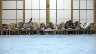 Cats surprised and escape while eating