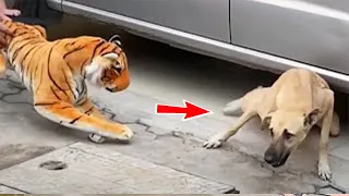 1 Hour Of Funny Dog ! The Funniest Dog Video of All Time?