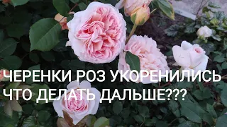 ЧЕРЕНКИ РОЗ УКОРЕНИЛИСЬ. ЧТО ДЕЛАТЬ ДАЛЬШЕ???