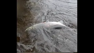 Salmon fishing at Lower Bolfracks on the River Tay