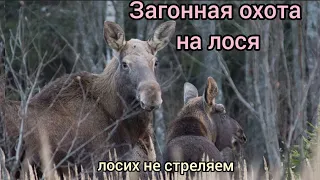 Загонная охота на лося и кабана.