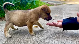 Rescue and help dogs wandering on the street return to their owners - Animals Rescue TV