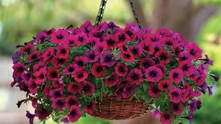 How to make your petunias gorgeous and lush - step by step