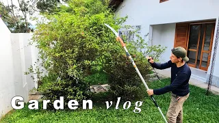 Removing weeds from trees | New house | Refúgio Green