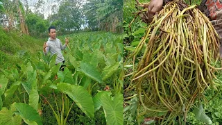 how to harvesting Gabi /abalong/takway maganda Ang Kita namin dito.. 😊