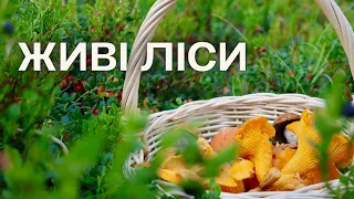 ЛІС І ГРИБИ ДАЮТЬ ЕНЕРГІЮ🥰Збираю ПІДОСИНОВИКИ😍 ЛИСИЧКИ🙂 ПІДБЕРЕЗНИКИ😍 Шукаю БІЛІ🤔 Збираю Гриби #66