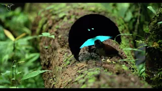 Vogelkop Superb Bird-of-Paradise