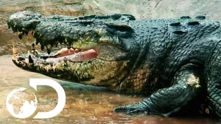 On The Hunt For A 29ft Man-Eating Crocodile | Man-Eating Super Croc