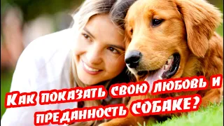 ➤ Как показать свою любовь и преданность собаке ➤ Люди и животные ➤ Как вести себя с собакой