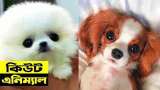 OMG Animals SOO Cute! AWW Cute baby animals Videos Compilation CUTEST moment of the animals