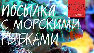 Посылка с морскими рыбками. Клоун кларка. Зеленая мандаринка.