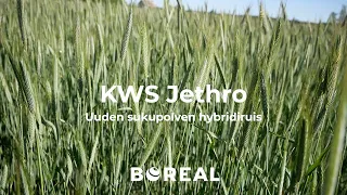 KWS Jethro - Uuden sukupolven hybridiruis