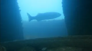 Big Sea Bass and Mullet - Spearfishing in Kent UK
