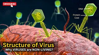 Structure and function of virus, What is the structure of VIRUS, The Structure of Viruses Revealed!