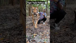 Tiger Topia Pattaya Thailand. Such a wonderful Experience 💝. Thailand Bangkok Pattaya . Tigers.