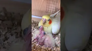 Cockatiel mom with her chicks #nature #mom #shorts #parrot #cockatiel