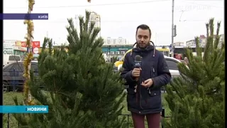 На вулицях Києва вже продають новорічні ялинки