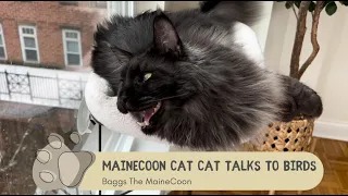 MaineCoon Cat Talks To Birds