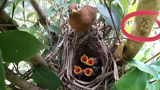 a little insect suddenly visited the nest, but fortunately, it did not cause any harm