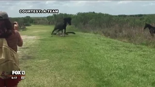 Horse clashes with alligator in Florida state park