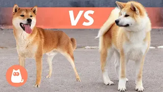 Diferencias entre SHIBA INU y AKITA INU 🐕 ¿Cuál elegir?