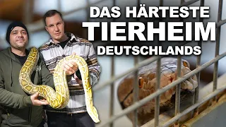 Wie kommen GIFTSCHLANGEN, KROKODILE & SCHILDKRÖTEN in diese Auffangstation?