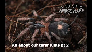 ALL ABOUT TARANTULAS!!! Part 2