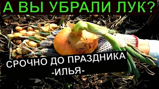 СРОЧНО УБИРАЕМ ЛУК ДО ПРАЗДНИКА -ИЛЬЯ- Уборка лука в огороде