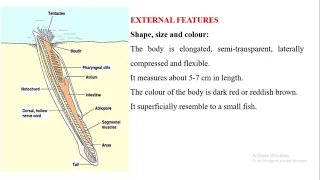 External Features Amphioxus 1