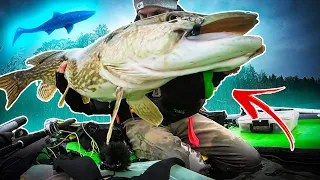 Catching a 100 cm+ Pike on the SHARK SHAD! 🦈 (Belly Boat Pike Fishing)