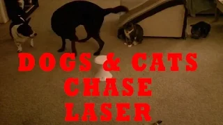 FUNNY DOGS AND CATS CHASING LASER - Funny Animals Compilation!
