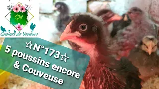 ☆N°173☆ Encore 5 poussins & Couveuse en route [Adieu Gloussette...; Nourriture poulets; Coup de gel]