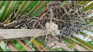 Turtledove birds incubate the eggs until the young hatch