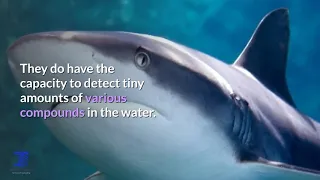 Can a shark really smell a drop of blood from a mile away ?