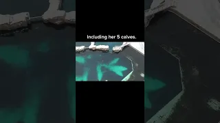 Aerial footage taken on Jan 14, 2023 above MarineLand, Canada and Kiska, their last surviving orca.