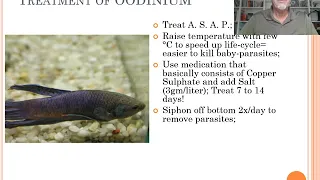 Fish disease case 8: Oodinium or Velvet disease (emphasis on Betta Fighter Fish)