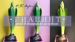 ГИАЦИНТ 🌷  уход в домашних условиях