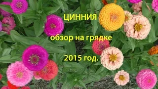 #Циннии (ч.6), 1 июля, 8 июля, 19 июля, 20 августа 2015 год.