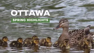 Ottawa spring highlights