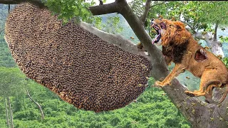 OMG! Stupid Lion Destroys Hornets' Nest and Must Receive a Painful Ending That He Will Never Forget