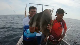 Mancing Tuas Muzer Kuala Kedah Tenggiri Cerdik , Gerot² Makan Awal n Telinga Gajah Makan Roti s309