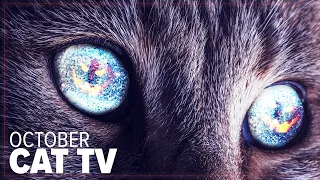 8 Hours of TV For Your Cat - October Special