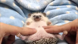 ハリネズミのえびす丸 022 ハリネズミのおなかマッサージ Hedgehog Gets Belly Rub