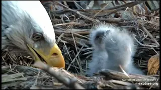 Decorah North Nest 3-27-24 Mr feeds the rockem sockem kids