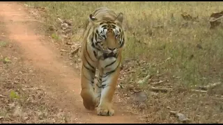 tadoba zari peth