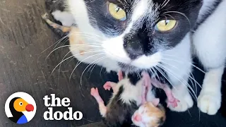 Stray Cat Gives Birth In Woman's Jeep | The Dodo